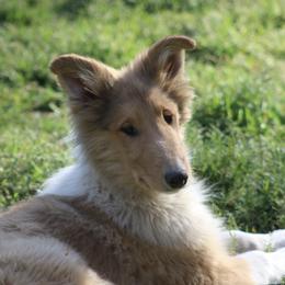 Collies from Horseshoe Mountain Collies