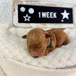 Lime - Red  male Poodle puppy in Florida from Adorable Toy-Miniature Poodles