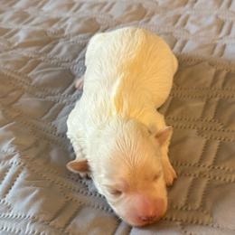 Brie - Cream female Havanese puppy in Hudson, New York from Havanese of Claverack and Hudson Valley Labradors