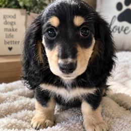 Daisy - Black and cream female Dachshund puppy in Mesa, Arizona from Dach Army LLC