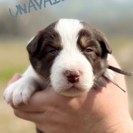 Emily - Red female Border Collie puppy in Sanger, California from Flying M Cactus Ranch Buddies