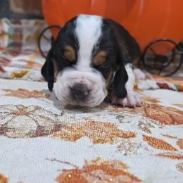 Jolene - Black brown and white female Basset Hound puppy in Bellaire, Ohio from Blessed Bassets