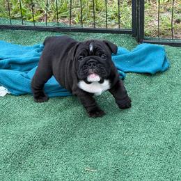 Star - Black tri-color female Bulldog puppy in Hobe Sound, Florida from Amanda’s Bullies