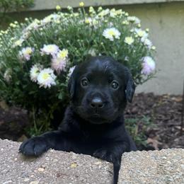 Female 1 - Black female Labrador Retriever puppy in Bethlehem, Pennsylvania from Reilly Lane Labradors LLC