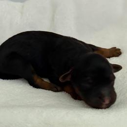 Girl 1 - Sable female Bernedoodle puppy in Toledo, Ohio from Avery Doodle Day LLC
