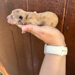 Darlin's Dapple - Dapple female Dachshund puppy in Rattan, Oklahoma from Burgett’s Barnyard Dachshunds