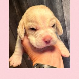 Pinky - Red and white female Beagle puppy in Viper, Kentucky from Mountain Top