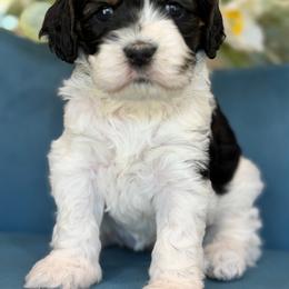 Valarie - Black and white female Cockapoo puppy in Yuciapa, California from AlltheDoodlez_