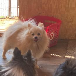 Penny - Pomeranian
