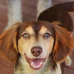 Marlin - Dachshund