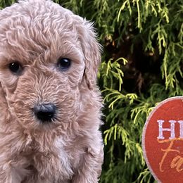 Maisy - Red Labradoodle puppy in English, Indiana from Doodle Darlings