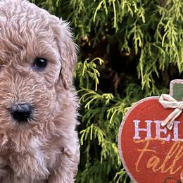 Maisy - Red Labradoodle puppy in English, Indiana from Doodle Darlings