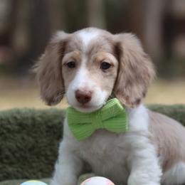 Lucky - Dapple male Dachshund puppy in Woodbine, Georgia from Bowdachs Cream Pies