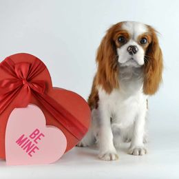 Bjorn - Cavalier King Charles Spaniel