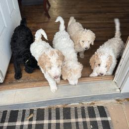 Bernedoodle and Double Doodle Puppies from ETX Dandy Doodle