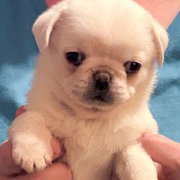 Joy (price lowered) - Cream female Pug puppy in Morgantown, West Virginia from Groovy Pugs
