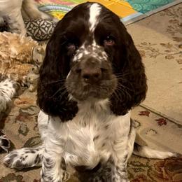 Honey - White and liver female English Springer Spaniel puppy in Newport News, Virginia from Sara's English Springer Spaniels
