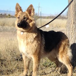 Bugs - German Shepherd