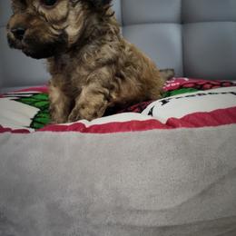 Poodle Puppies from Fabi Poodle