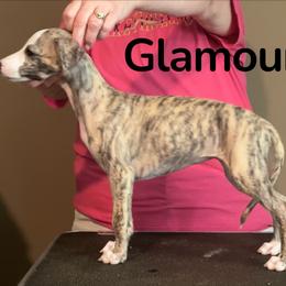 Glamour - Fawn brindle female Whippet puppy in Brooksville, Florida from Phasion Whippets Kimberly & Paul Norton Sr.