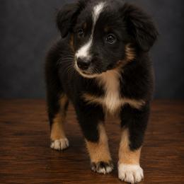 Orion - Black tri male Miniature Australian Shepherd puppy in Macomb, Missouri from Faunus Farms and Aussies
