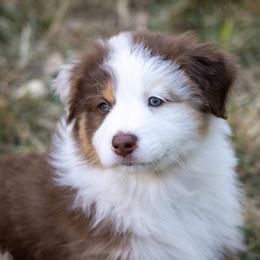 Australian Shepherd Puppies from Dream E River Ranch