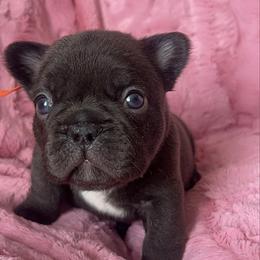 Mocha - Black and white male French Bulldog puppy in Galt, California from The three little frenchies
