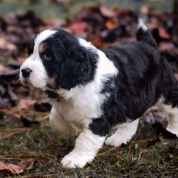 Boy 2 - male English Springer Spaniel puppy in Villa Rica, Georgia from Wildwood