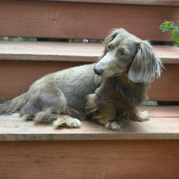 Rocky - Dachshund