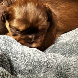 Shih Tzu Puppies from Meihem Pups