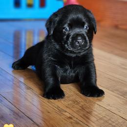 Gryffindor - Black male Labrador Retriever puppy in Saunemin, Illinois from Shooting Star Labs