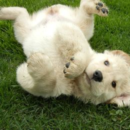 Golden Retriever Puppies from Goldenway Goldens