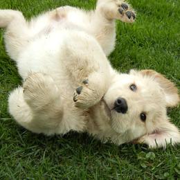 Golden Retriever Puppies from Goldenway Goldens