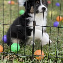 Miniature American Shepherd Puppies from Fruition Farms