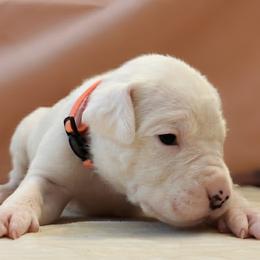 Girl 3 - female Dogo Argentino puppy in Morgan Hill, Pennsylvania from De la Fuerza De Dios