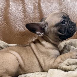 Luna - Fawn female French Bulldog puppy in Salem, Illinois from Itsabulldogthing