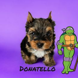 Yorkshire Terrier Puppies from Lady A's Yorkies