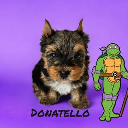 Yorkshire Terrier Puppies from Lady A's Yorkies