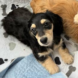 Kodiak - Black and cream male Dachshund puppy in Wichita, Kansas from Rustic Dachshunds