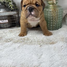 Reese (BOY) - Red brindle and white male Bulldog puppy in Wagoner, Oklahoma from Bre's Bulldogs