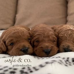 Goldendoodle Puppies from Carlie and Co. Goldendoodles