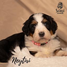 Neytiri - Tri-color female Bernedoodle puppy in Palmetto Bay, Florida from SOMIDOODLES