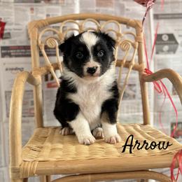 Arrow - Black tri-color male Australian Shepherd puppy in Zwingle, Iowa from Homestead Aussies & Doodles