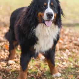 Hugo - Bernese Mountain Dog