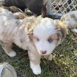 Princess Merida - Red merle female Miniature Australian Shepherd puppy in Gordon, Georgia from Big D’s Aussie