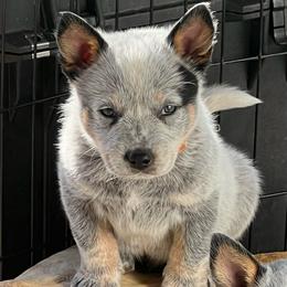 Boy 2 - Blue male Australian Cattle Dog puppy in Irvington, Kentucky from Dry Valley’s Australian Cattle Dogs