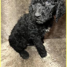 Goldendoodle Puppies from Roch Dog Ranch