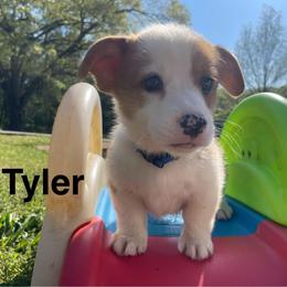 Tyler - Red male Pembroke Welsh Corgi puppy in Apison, Tennessee from Ashmore Corgis
