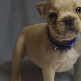 Cream boy nickname tails - Cream male French Bulldog puppy in Columbus, Ohio from Northgate Frenchies