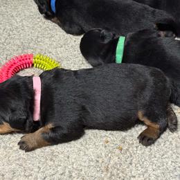 Star - Black and mahogany female Rottweiler puppy in Bartonsville, Pennsylvania from Karol's Rottweilers